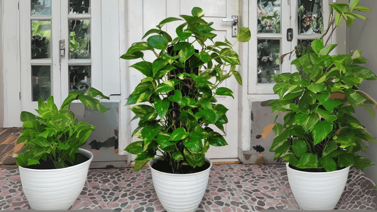 Viral Vastu Hacks: 5-Minute Fixes Trending on Instagram - Do They Really Work in 2026? - Viral Hack #2 - "Place a Money Plant in North for Career Growth" - 1